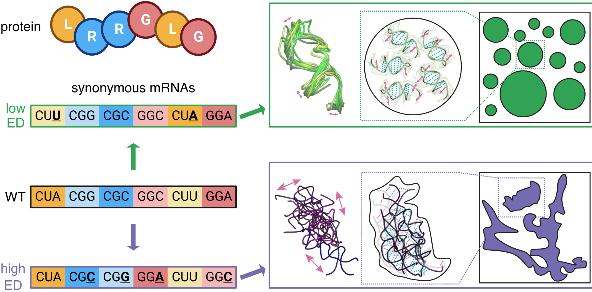 2024_RNA_info.png